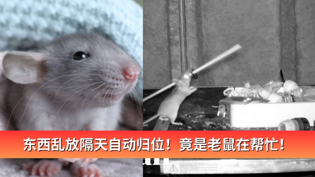 Read more about the article 东西乱放隔天自动归位！竟是老鼠在帮忙！